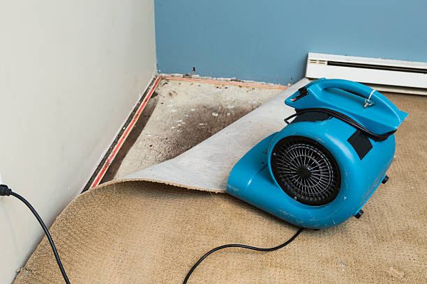 Best Water damage contractors near me  in Mayville, MI